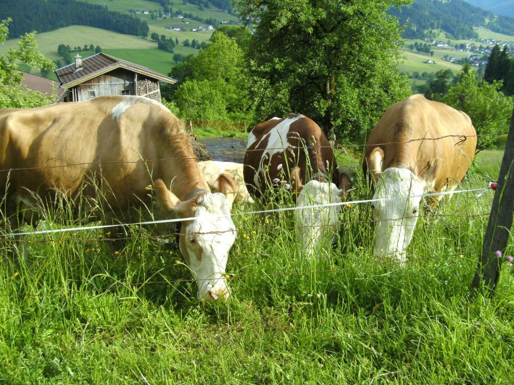 Bauernhof Hundbichl Βίλα Brixen im Thale Εξωτερικό φωτογραφία